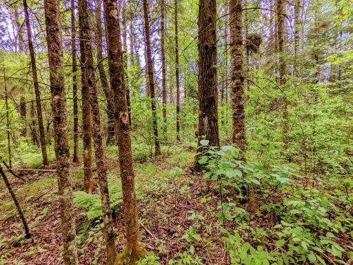 Lot 4 Sundling Road, Winter, WI 54896