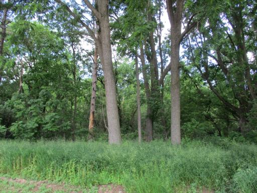 There is some real mature trees on the property.