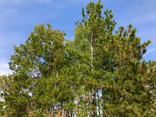 7508 350th Street, Cushing, MN 56443