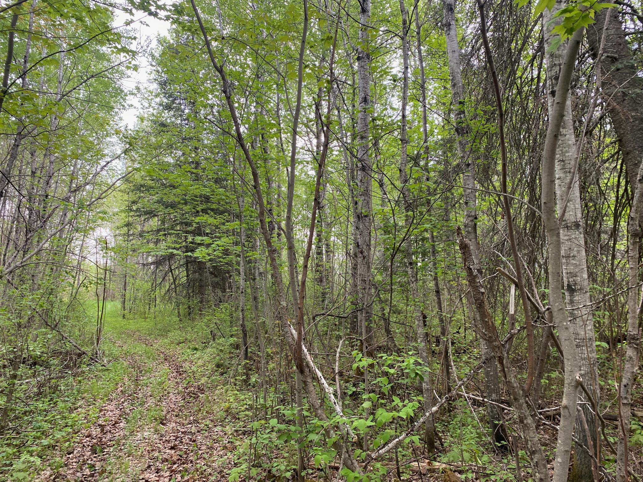 Photo for TBD Town Rd. 68, Gheen, MN 55771 - Listing #6377184 TBD Town Rd. 68, Gheen, MN 55771