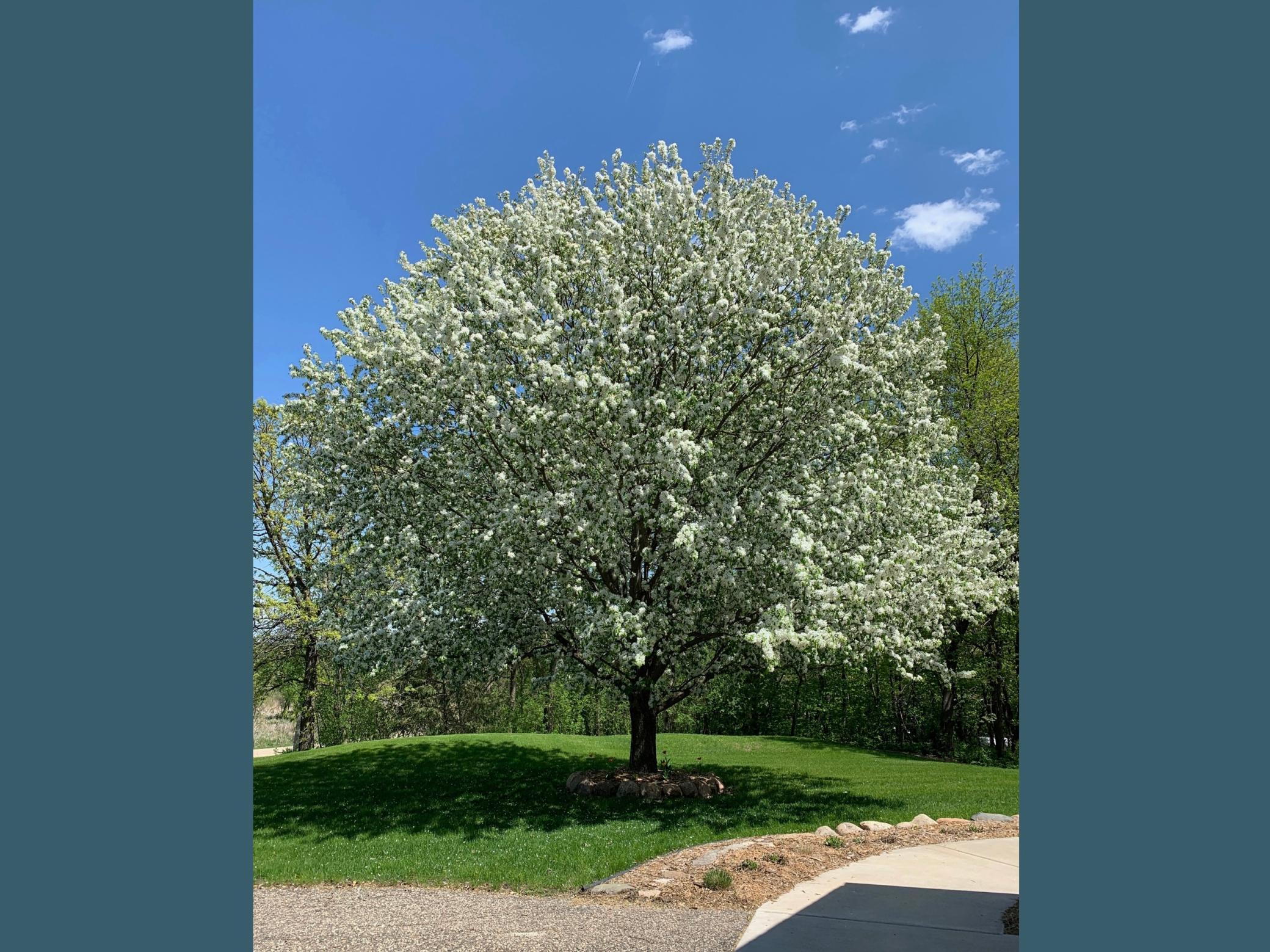 The decorative apple tree in the roadside yard offers all the beauty of an apple tree without the mess!