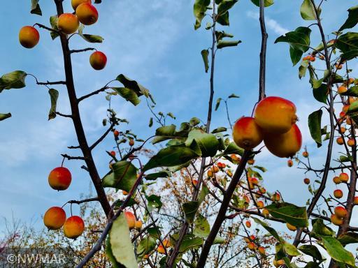 Apple trees across the road