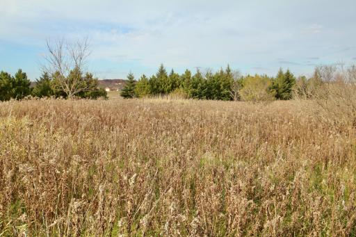 Beautiful Spruce Trees