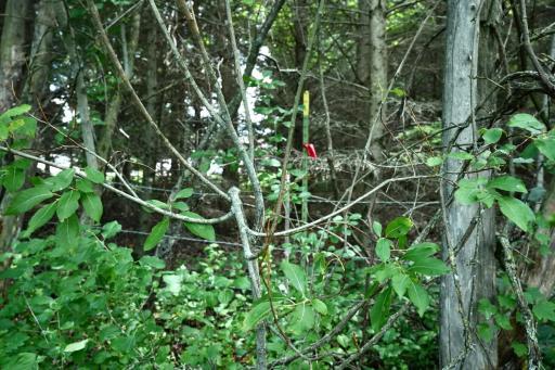 Photo for XXX Lot 7, 30th Avenue, Amery, WI 54001 - Listing #6251290 XXX Lot 7, 30th Avenue, Amery, WI 54001