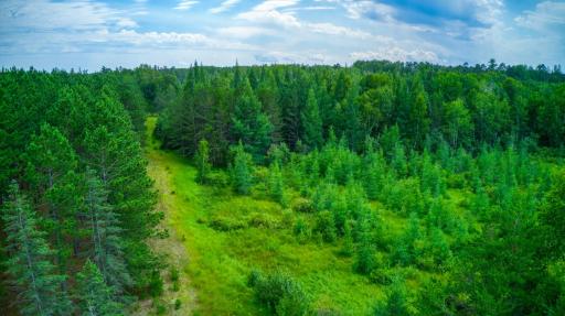 Wooded 16+ Acres.jpg