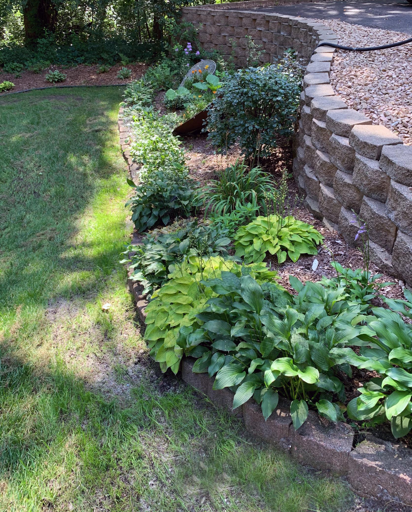 Hostas and other perennials surround the landscaped yard