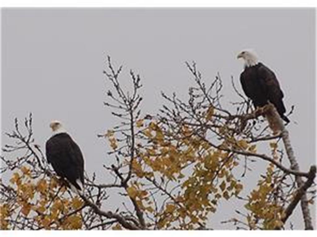 eagles in the tree to the right of the deck