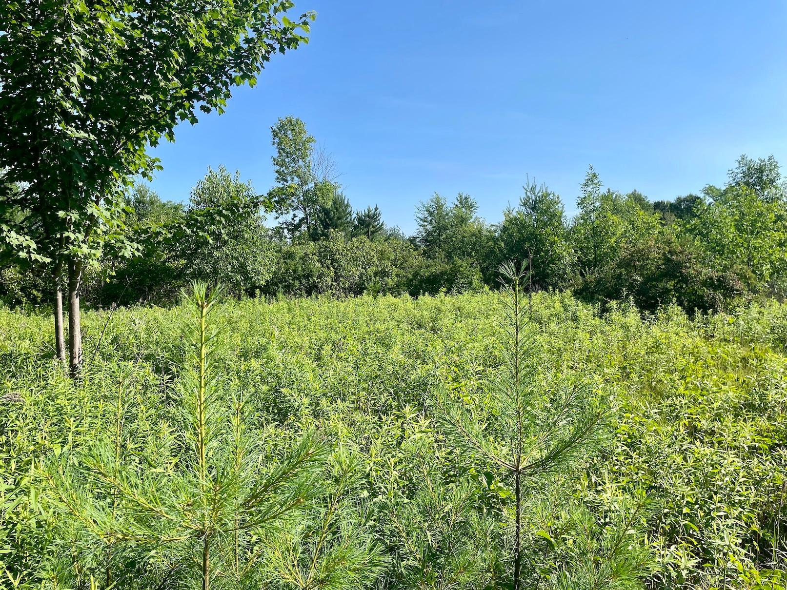 Photo for XXX(0000) 100th Street, Amery, WI 54001 - Listing #6231380 XXX(0000) 100th Street, Amery, WI 54001
