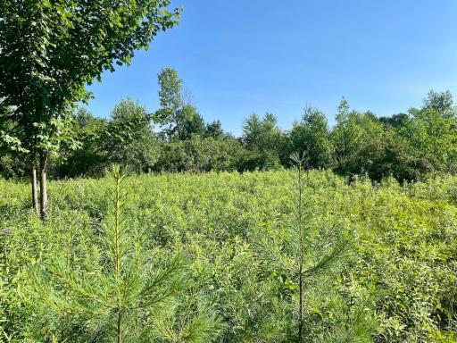 Photo for XXX(0000) 100th Street, Amery, WI 54001 - Listing #6231380 XXX(0000) 100th Street, Amery, WI 54001