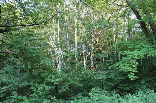 Lot 2 Nuthatch Avenue, Aitkin, MN 56431
