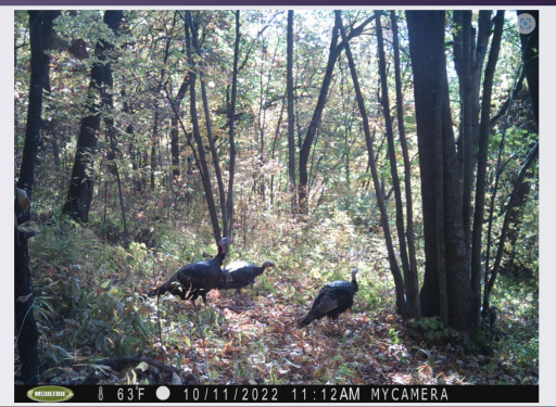 Screenshot 2022-10-20 114001.png