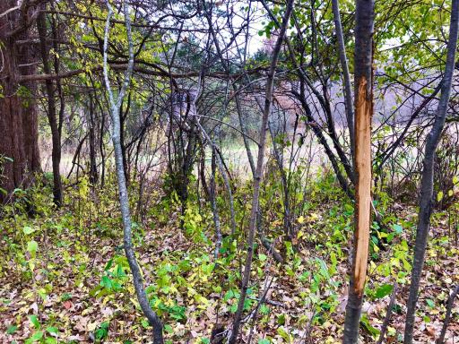 TBD 200 Gunflint Rd, Chatfield, MN 55923