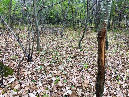 TBD 200 Gunflint Rd, Chatfield, MN 55923