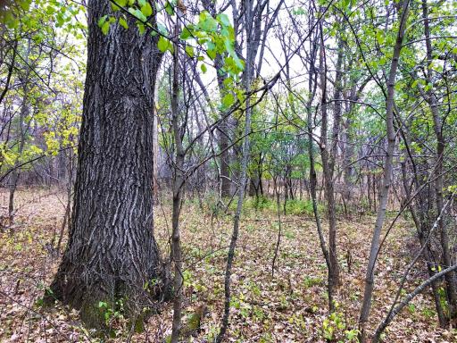 TBD 200 Gunflint Rd, Chatfield, MN 55923