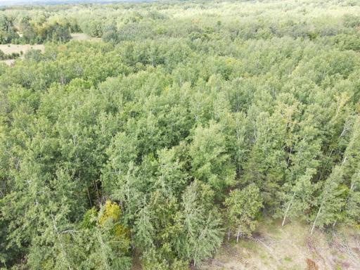 Natural timbered beauty.jpg