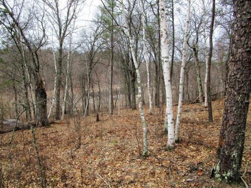 .6 Acre Wooded Lot In Voyager Village Overlooking Culbertson Creek