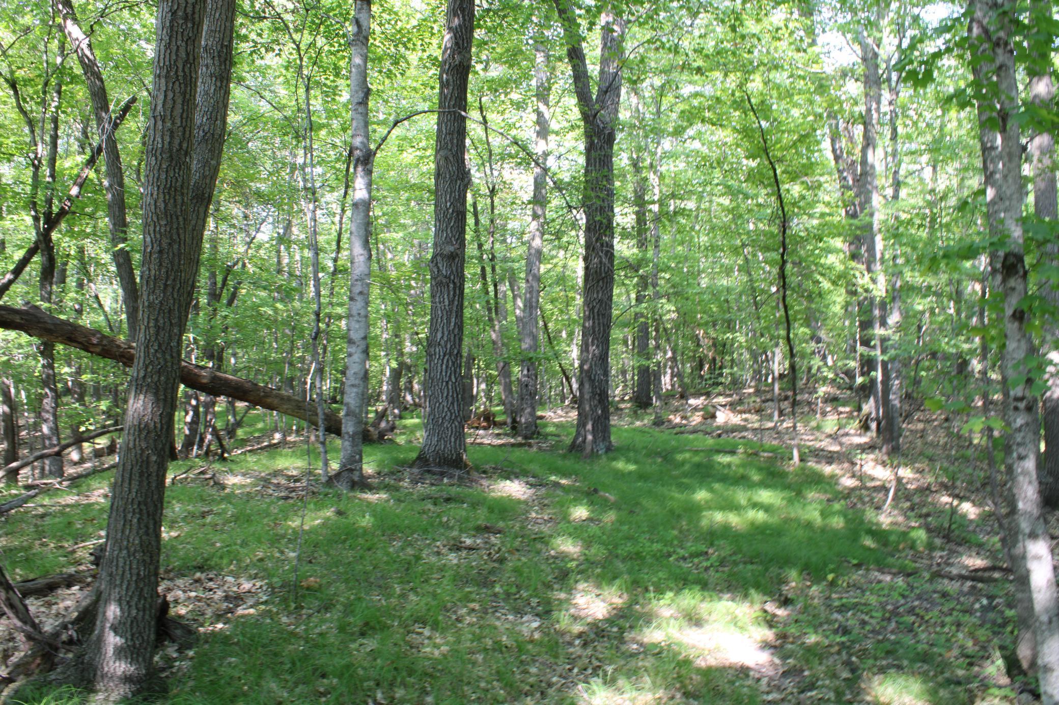 Open Areas Under The Trees.JPG