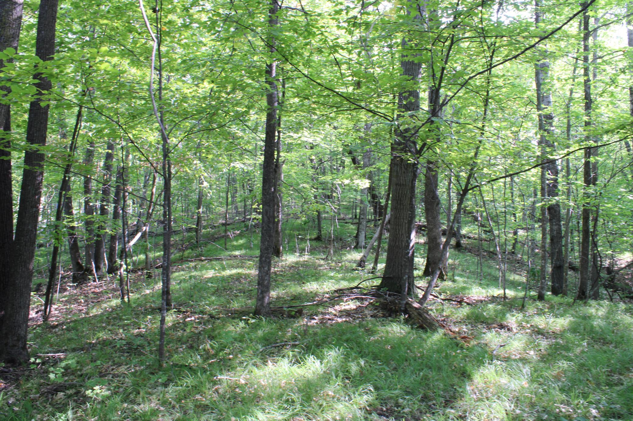 Clearings Under The Oaks.JPG