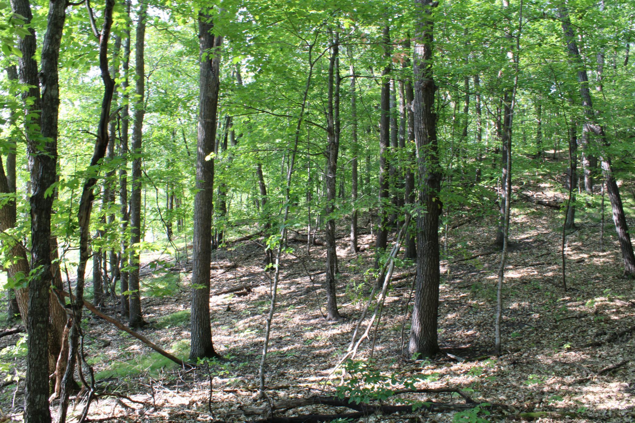 Oaks And Ironwoods.JPG