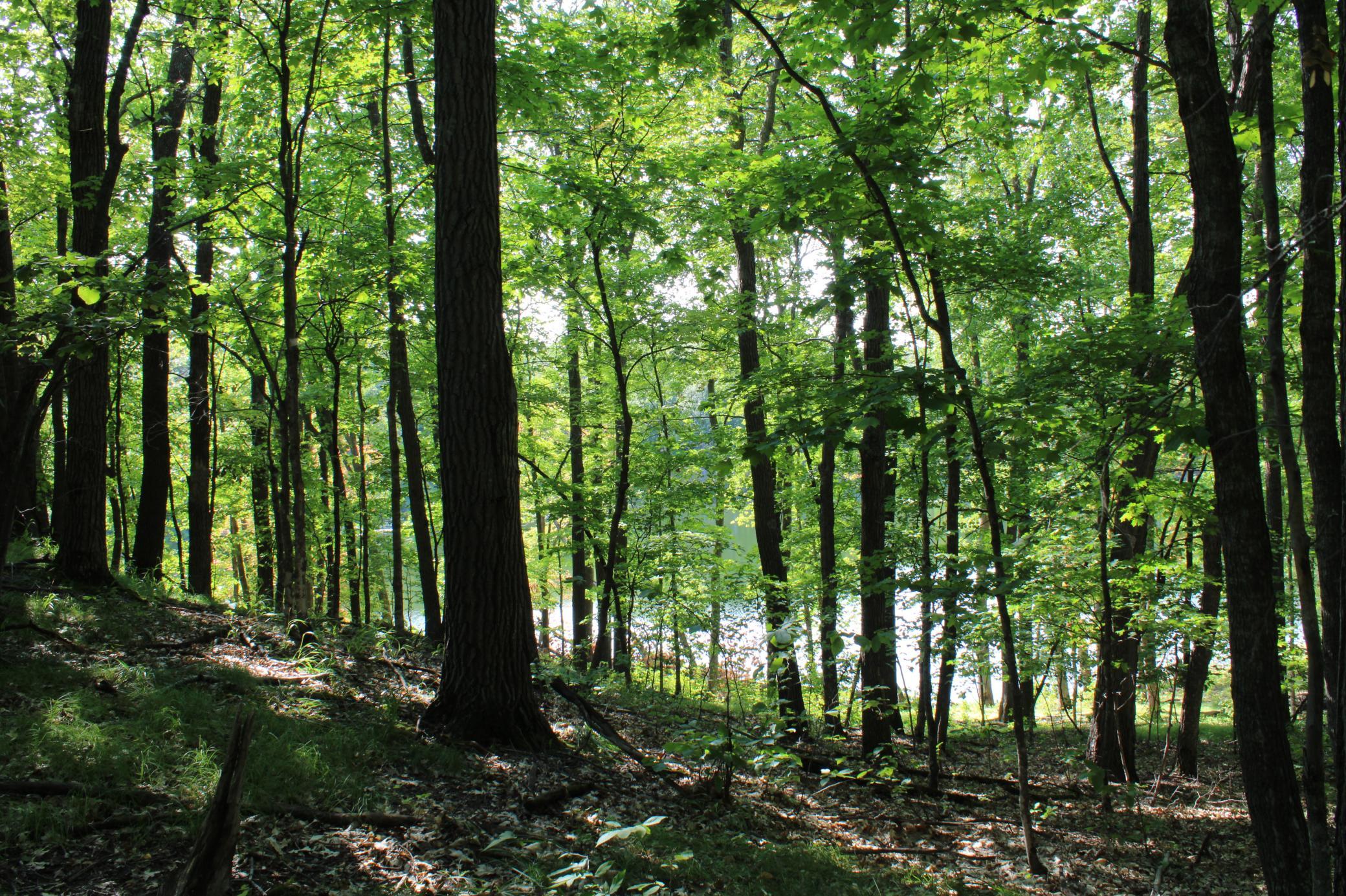 Mature Hardwoods.JPG