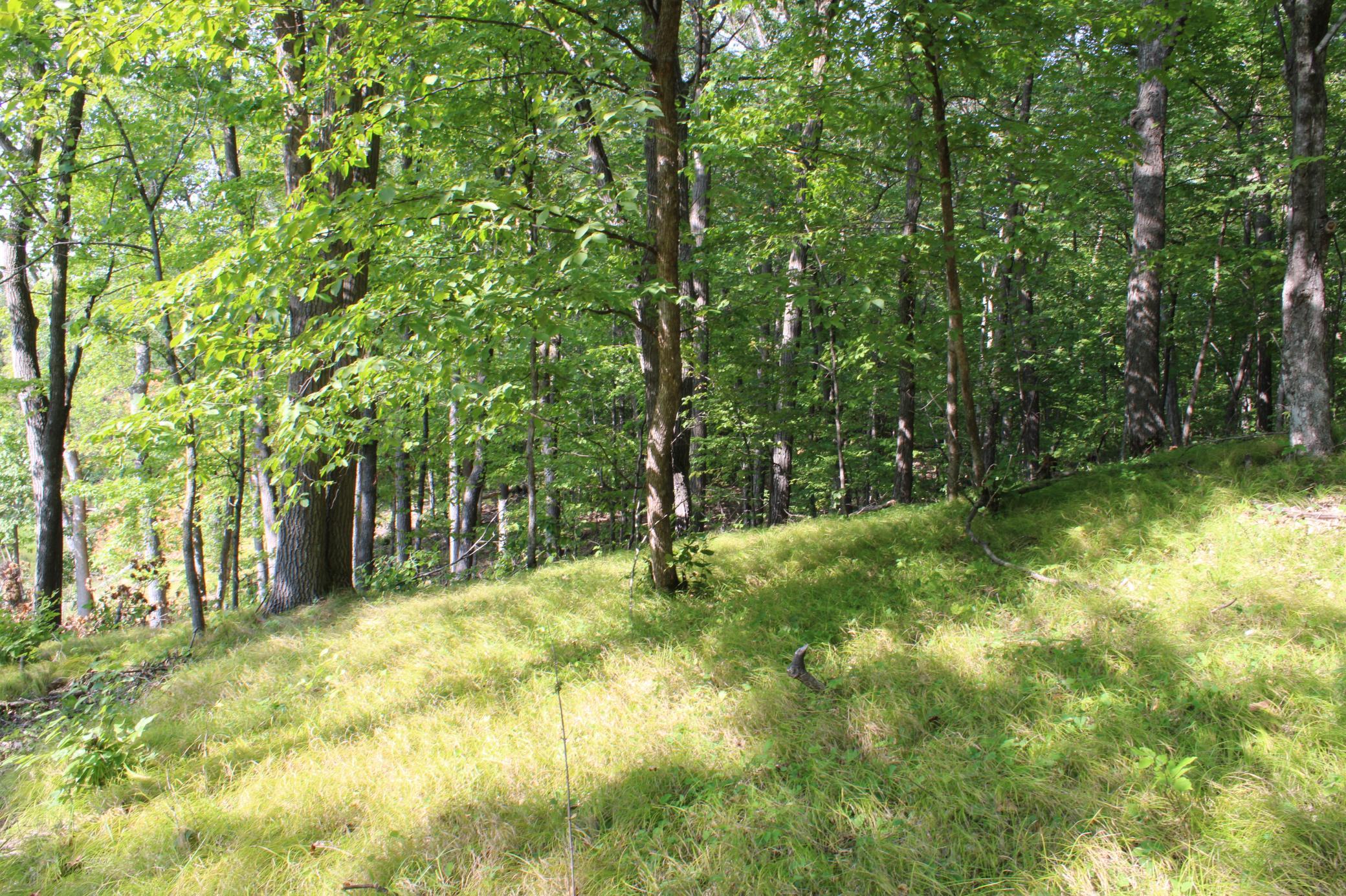 Oaks, Maples And Aspens.JPG