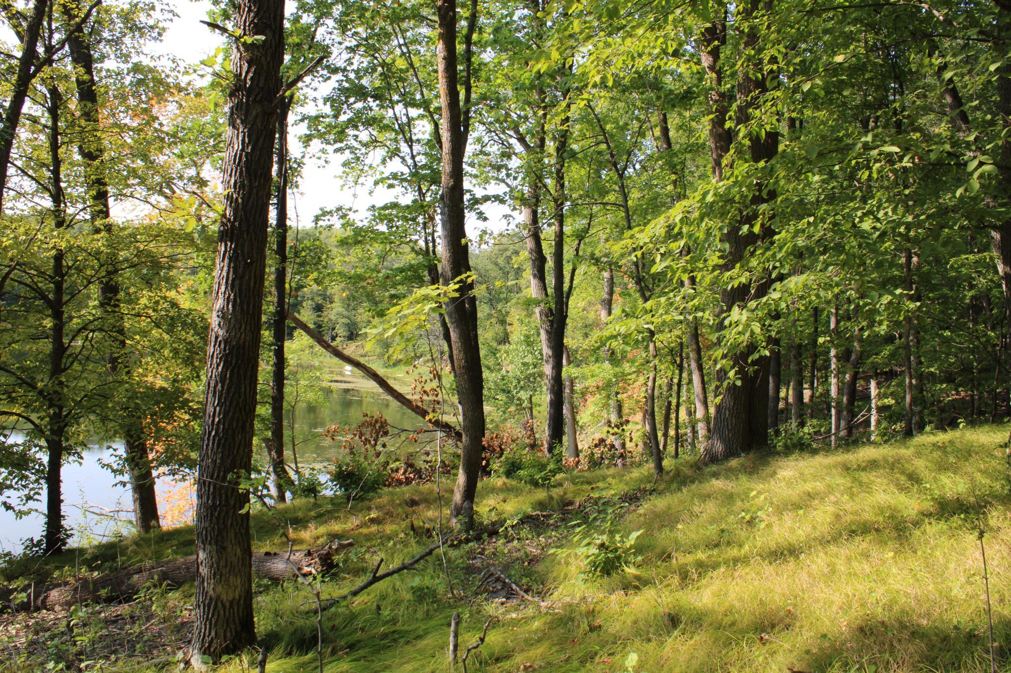 Clearing Near The Lake.JPG