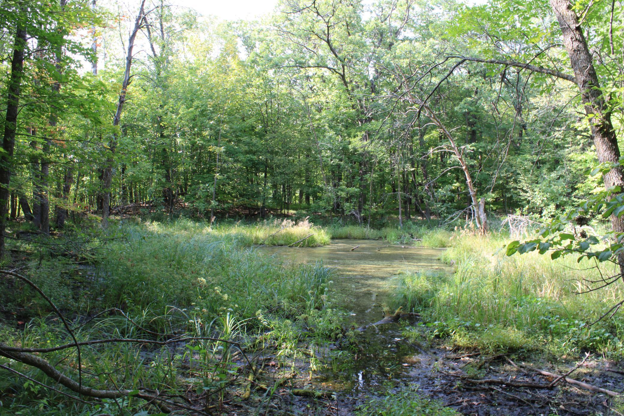 Small Ponds.JPG