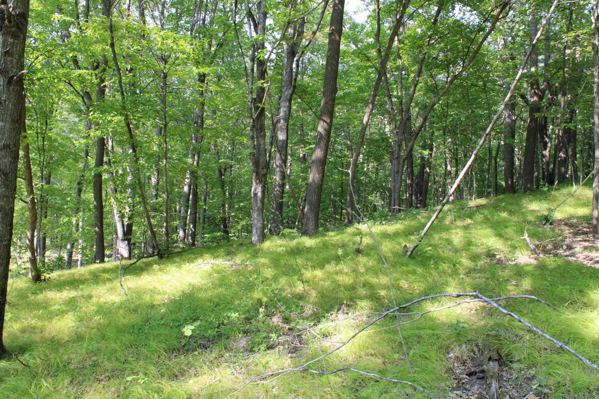 Open Areas.JPG