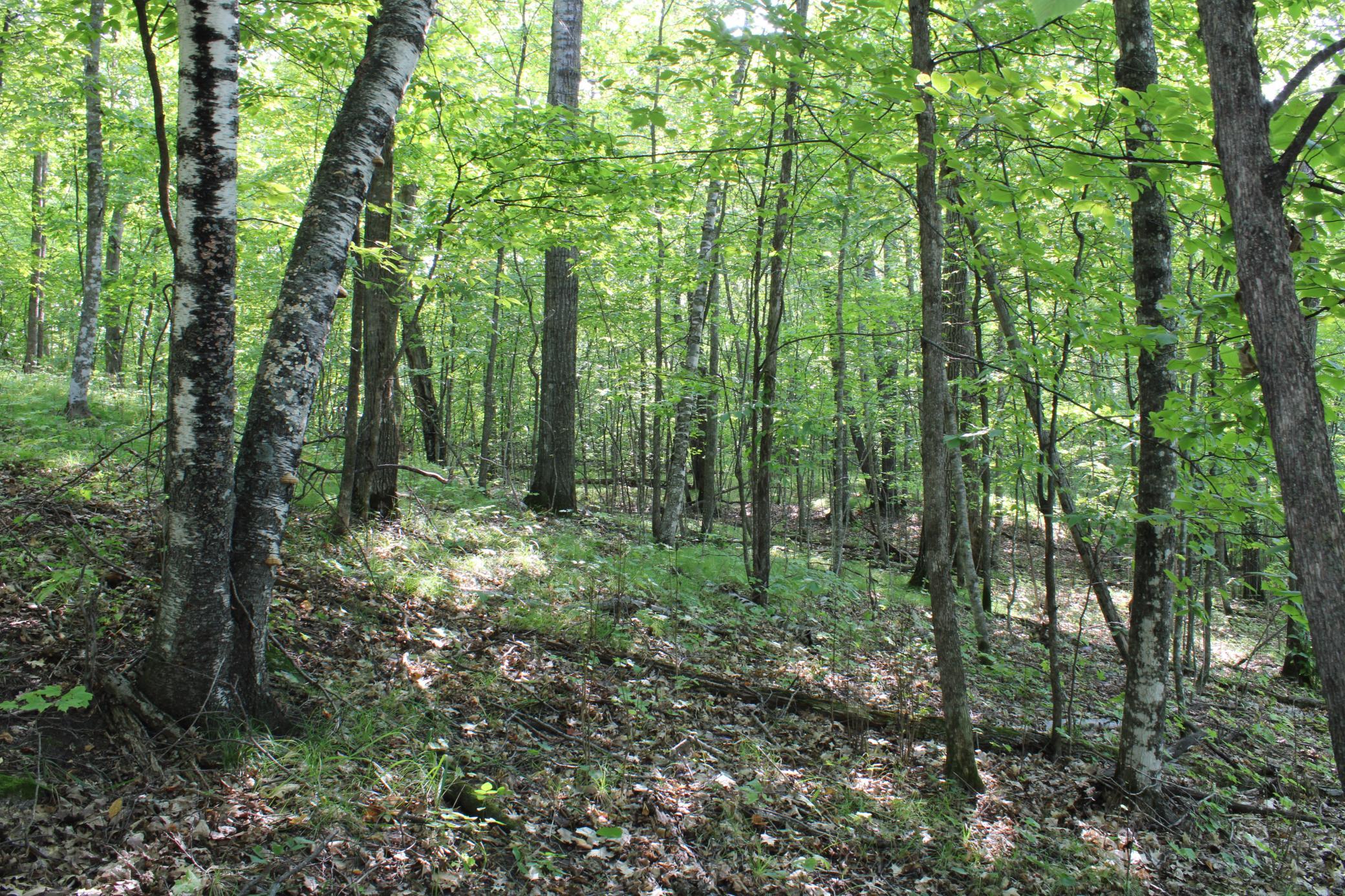 Clearings Under The Canopy.JPG