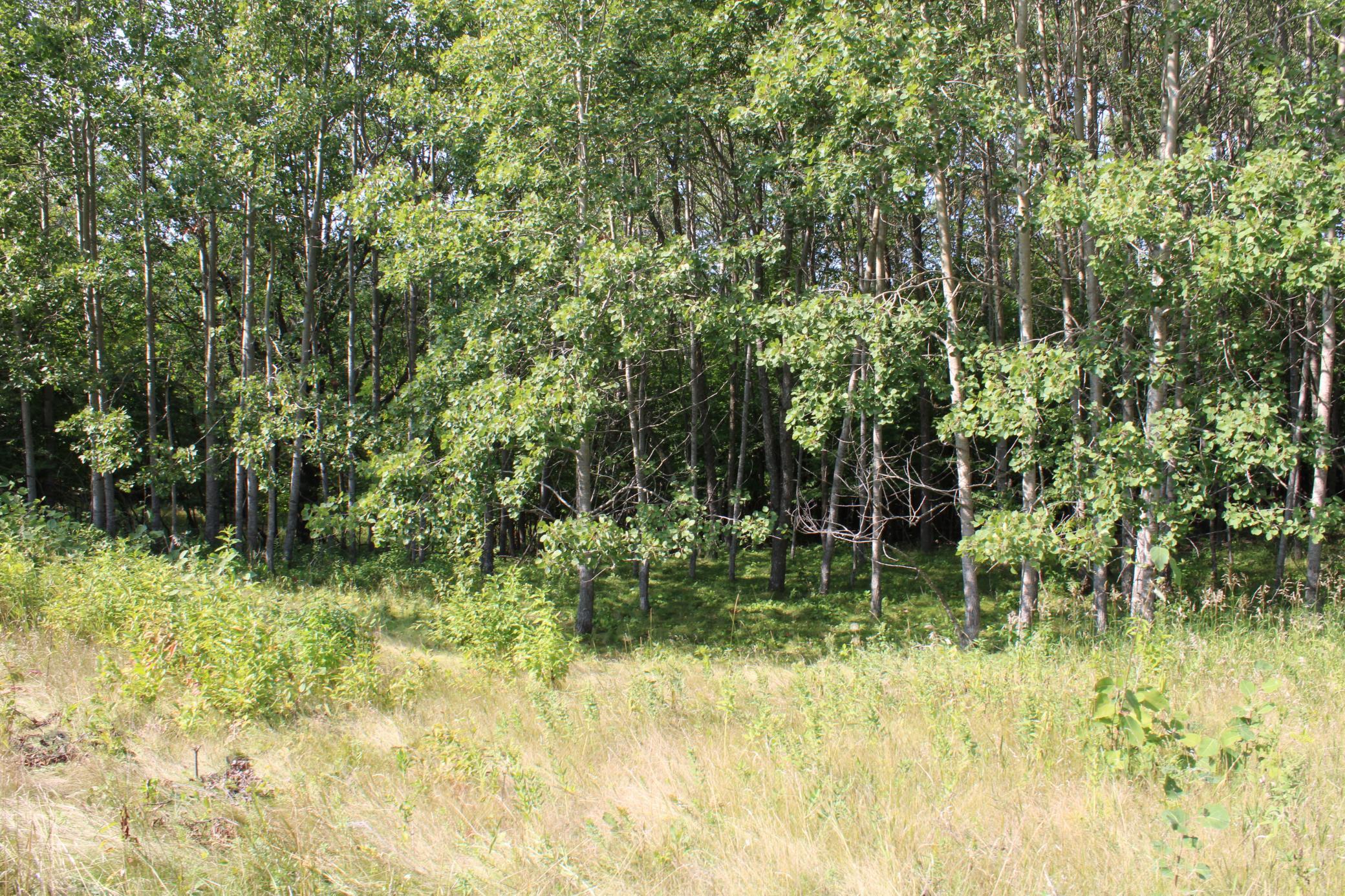 Aspen Stand.JPG