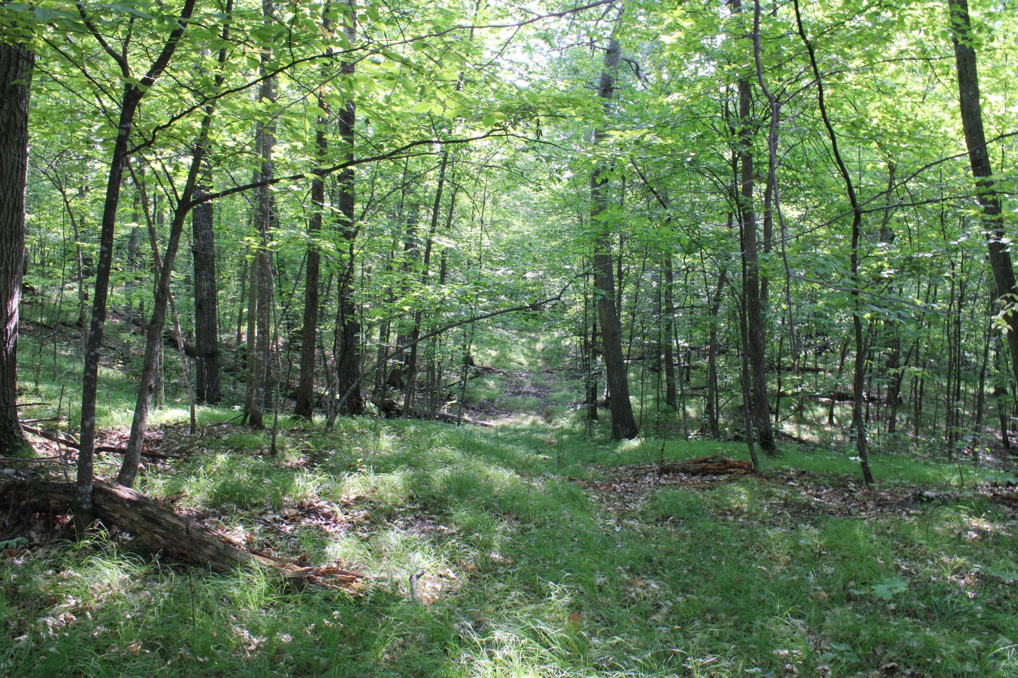 Long Open Runways In The Woods.JPG