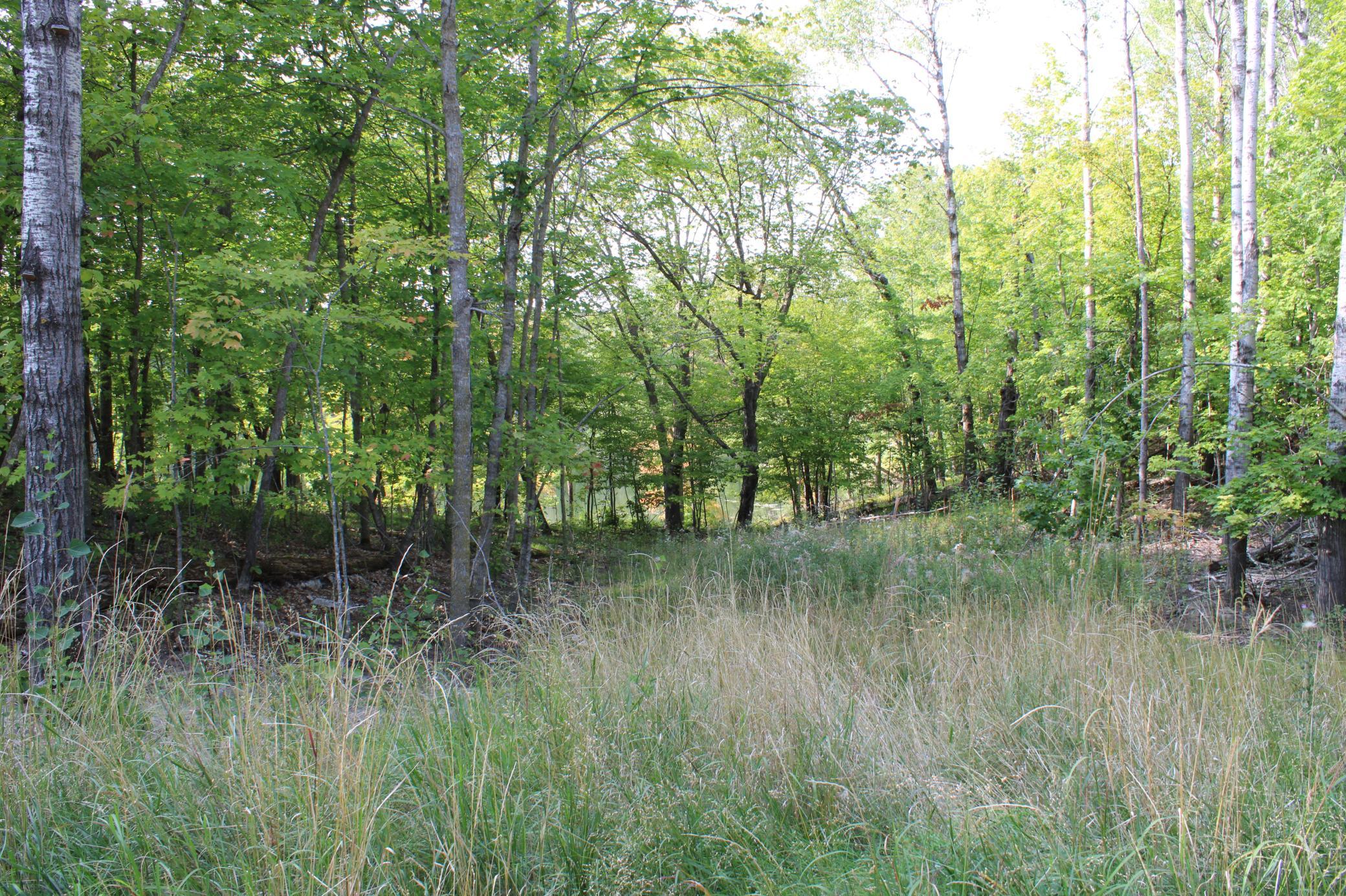 Aspens And Hardwoods.JPG