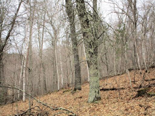 .6 Acre Wooded Lot In Voyager Village Overlooking Culbertson Creek