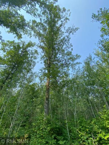 Photo for xxx Rutabaga Road, Askov, MN 55704 - Listing #6244567 xxx Rutabaga Road, Askov, MN 55704