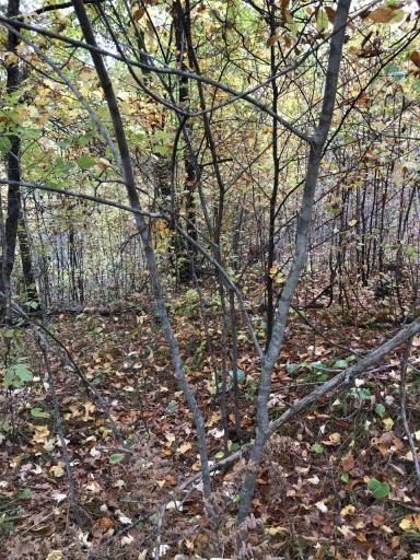 Photo for 0 Brown Road, Danbury, WI 54830 - Listing #6113623 0 Brown Road, Danbury, WI 54830