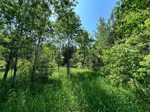 TBD 275th Avenue, Browerville, MN 56438