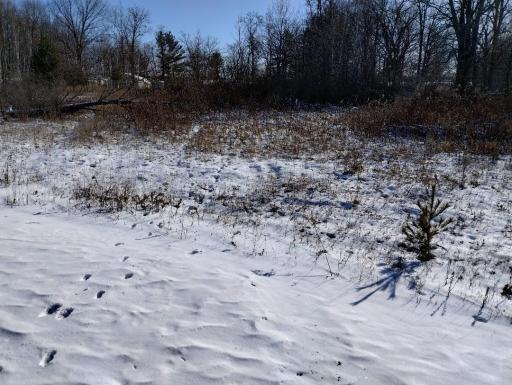 Salmonson River Trail 3.jpg