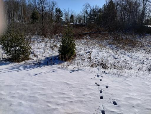 Salmonson River Trail 2.jpg