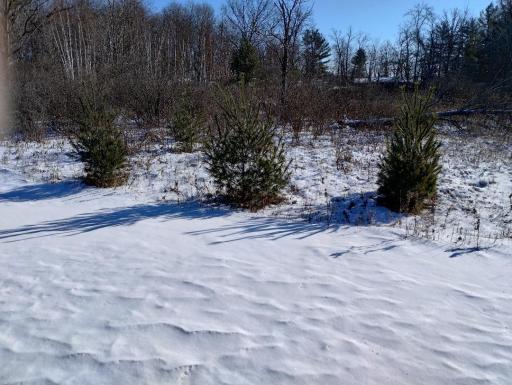 Salmonson River Trail.jpg