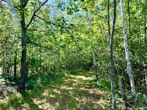 Photo for 2673x Highway 18, Isle, MN 56342 - Listing #6256687 Oaks, pines, sugar maples, aspen and paper birch make up the bulk of the tree species on the property.