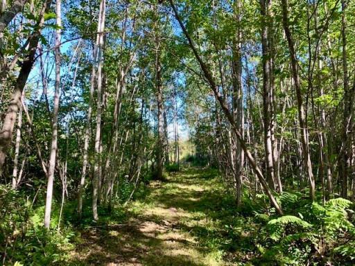 Photo for 2673x Highway 18, Isle, MN 56342 - Listing #6256687 Well maintained trail through the wooded acres to the lake.