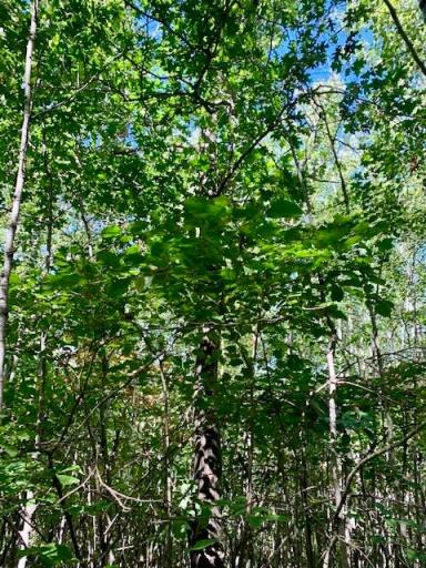 Photo for 2673x Highway 18, Isle, MN 56342 - Listing #6256687 2673x Highway 18, Isle, MN 56342