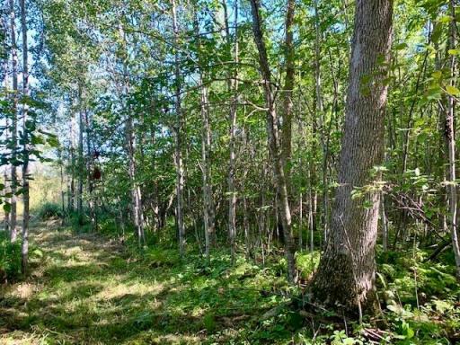 Photo for 2673x Highway 18, Isle, MN 56342 - Listing #6256687 Mature maples dot the property, along with a maturing, younger forest.