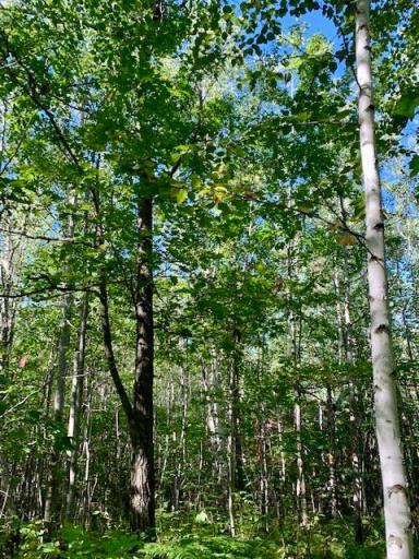 Photo for 2673x Highway 18, Isle, MN 56342 - Listing #6256687 Lots of maturing trees right around the cabin.
