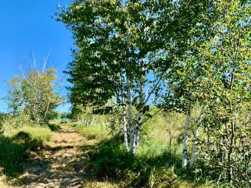 Photo for 2673x Highway 18, Isle, MN 56342 - Listing #6256687 Mowed trail from the cabin to the lakeshore.