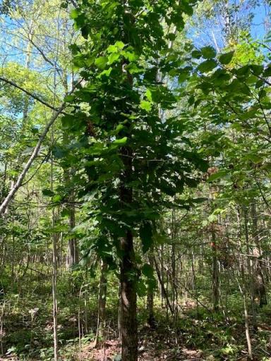 Photo for 2673x Highway 18, Isle, MN 56342 - Listing #6256687 The oaks will continue to drop acorns for decades to come, making this an excelent hunting property!