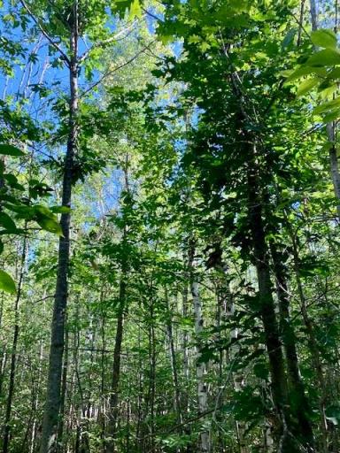 Photo for 2673x Highway 18, Isle, MN 56342 - Listing #6256687 2673x Highway 18, Isle, MN 56342