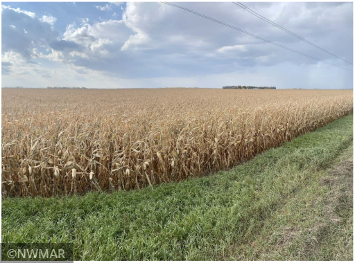 Co Hwy 9 380th Avenue SW, Fisher, MN 56723