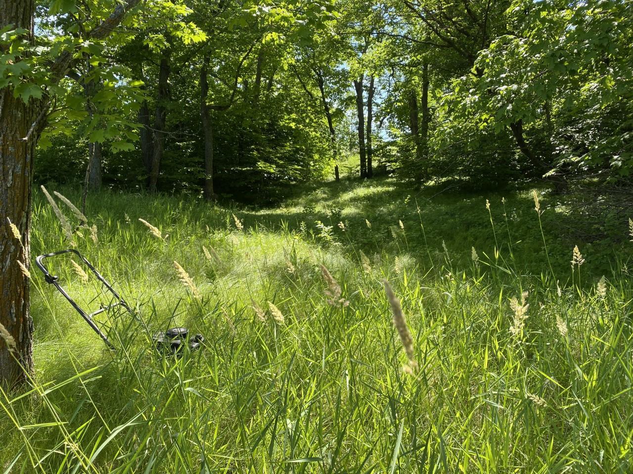 Meadow