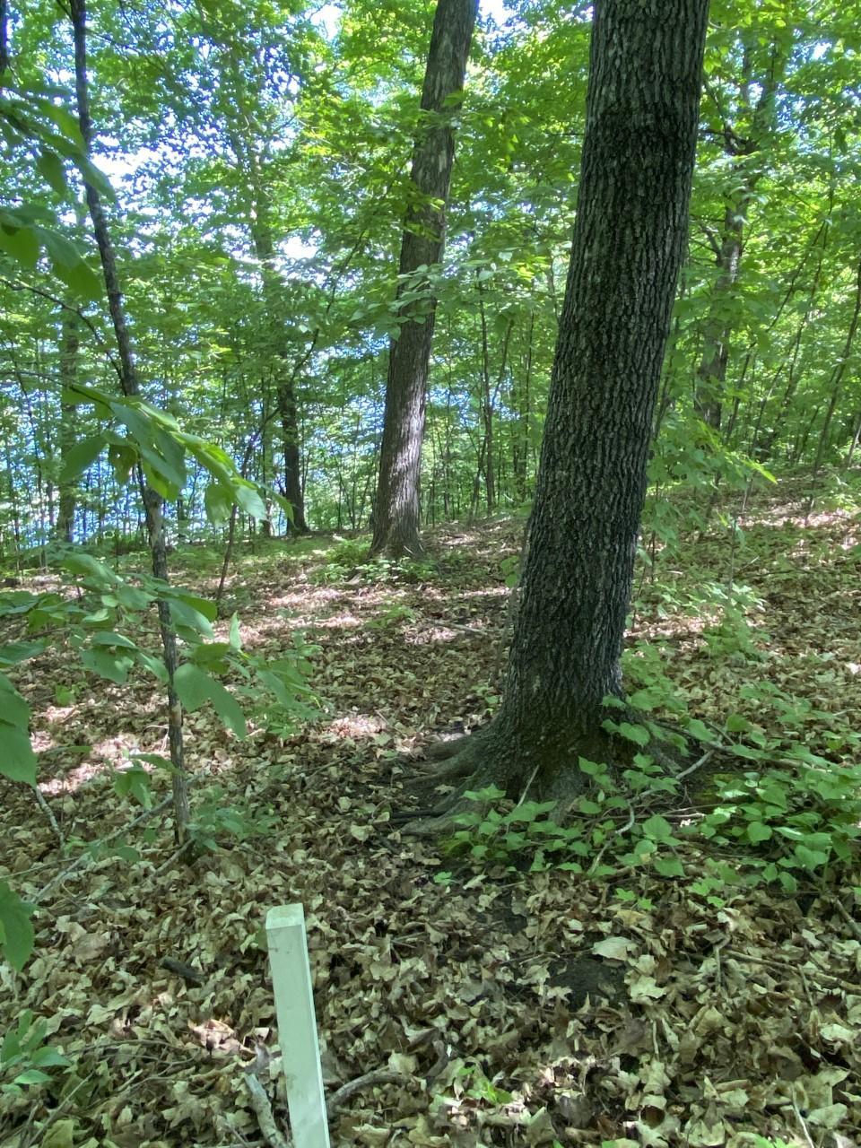 Stakes leading to lake